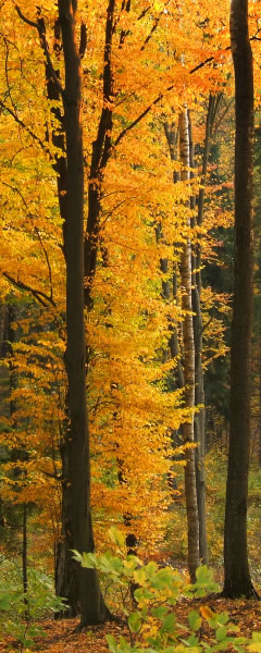 Finger Lake Trees - Autumn